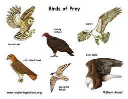 Birds of Prey – Cape Cod 5 Educational Mini-Grants